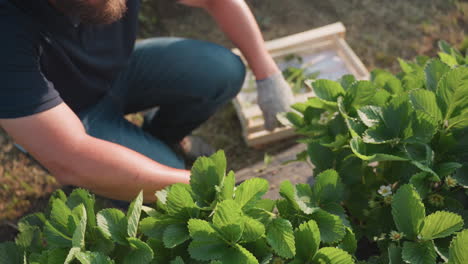 farmer removing weeds from vegetation and dropping them into wooden crate on ground in sunlit garden bed, focusing on gloved hand movement among dewy green foliage