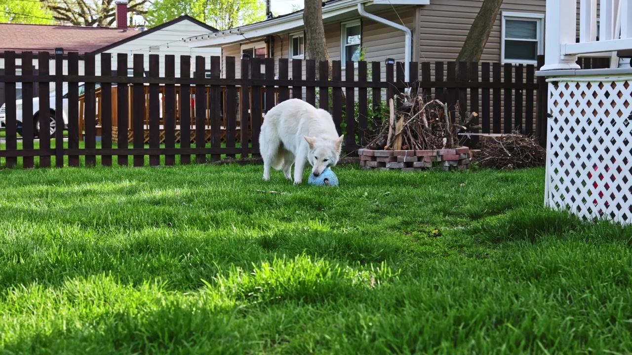 Dog plays in backyard with blue toy while family home is visible in the background during a sunny day