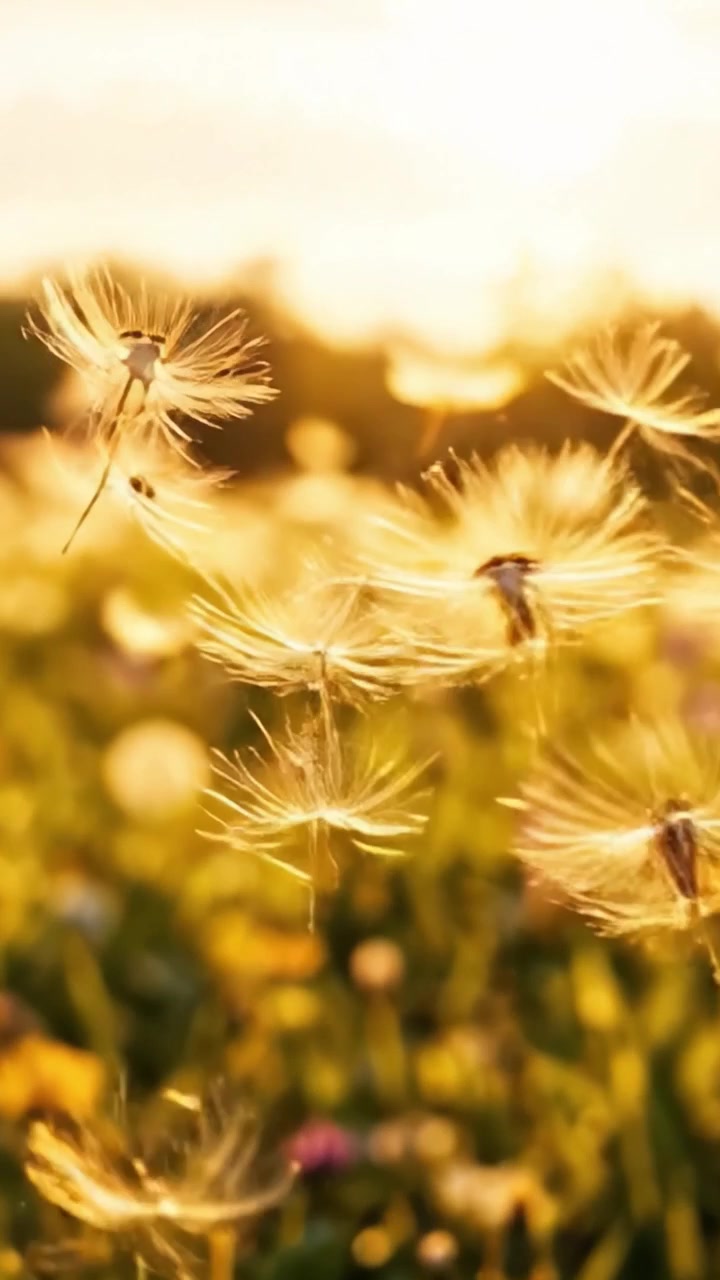 Un Campo Sereno di Denti di Leone al Tramonto: Una Splendida Mostra dello Splendore della Natura con Semi che Fluttuano con Grazia nella Calda Luce della Sera