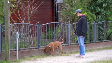 leashed dog marking territory on a sidewalk