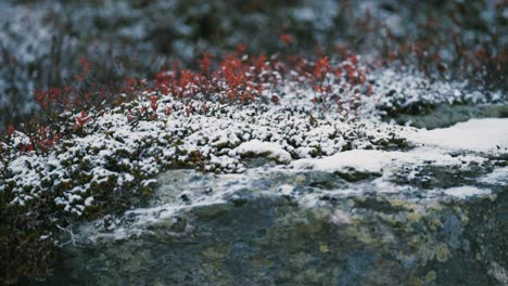 La-Primera-Nieve-Ligera-Cubre-Las-Hojas-Coloridas-De-Los-Arbustos-De-Arándanos,-La-Hierba-Y-Las-Piedras-Cubiertas-De-Musgo