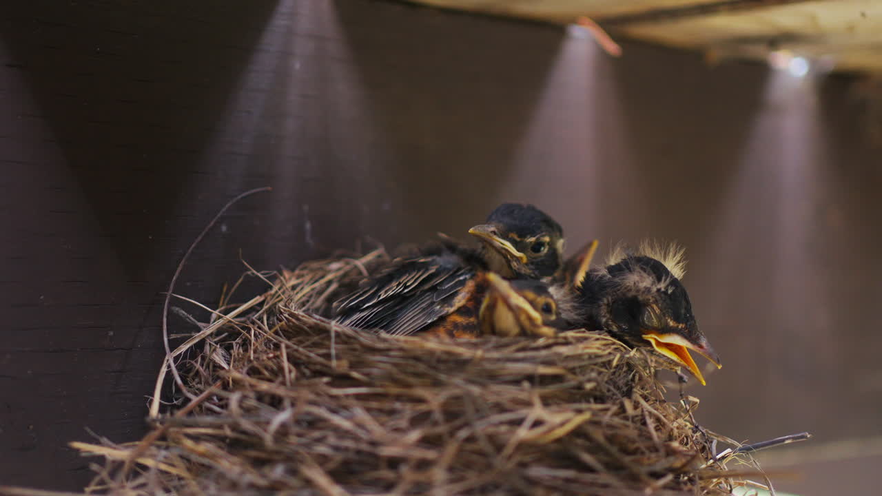 Baby Birds in a Nest
