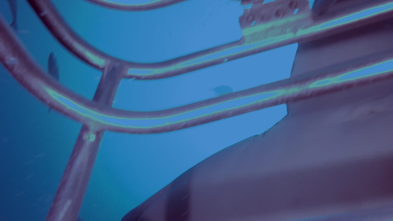 Underwater Encounters: Great White Shark and Other Marine Life