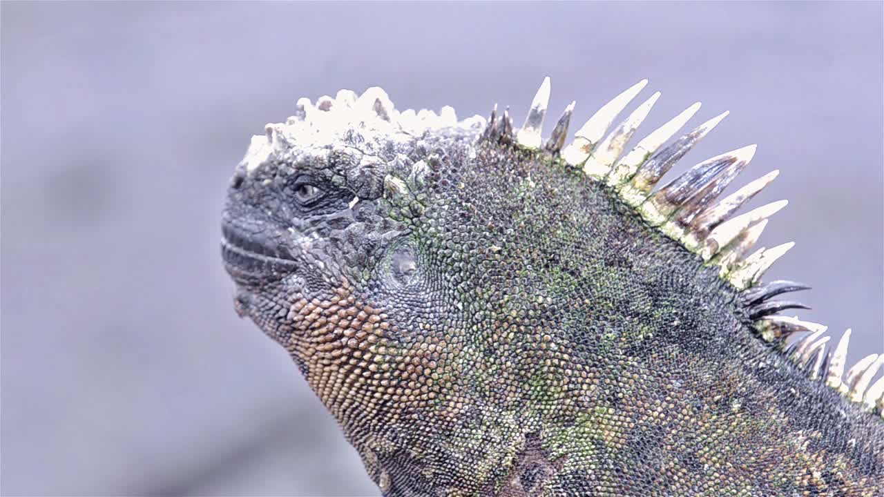 морская игуана в пунта-эспиноза на острове фернандина в национальном парке и морском заповеднике галапагосских островов в эквадоре