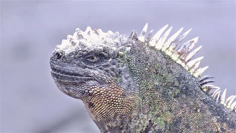 iguana marina en punta espinoza en la isla fernandina en el parque nacional de las islas galápagos y reserva marina ecuador
