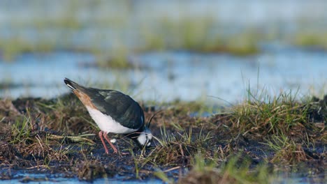 Kiebitz-Frisst-Auf-Feuchtgebiet-Mit-Regenwurm-Mit-Fußzitternden-Bewegungen-Nahrungssuche