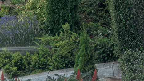 watered garden with various plants and shrubs