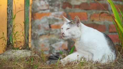 Die-Katze-Leckt-Den-Schwanz-Am-Gras-Vor-Dem-Gebäude