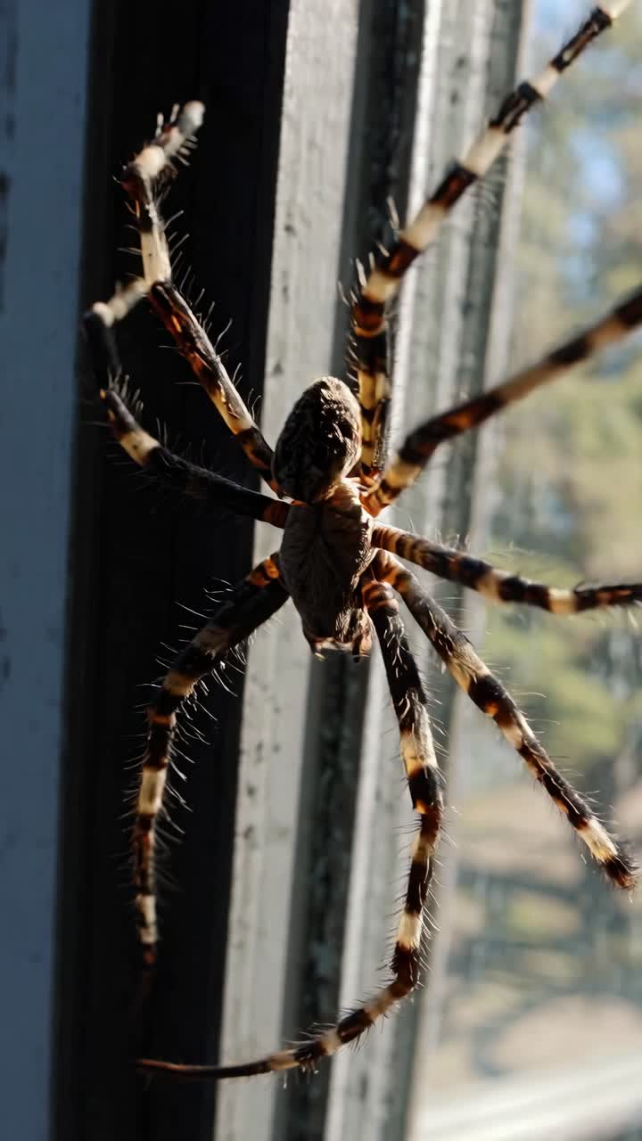 arácnido de patas rayadas arrastrándose amenazadoramente a lo largo del marco de la ventana desgastado, proyectando sombras inquietantes con movimiento depredador en la iluminación natural