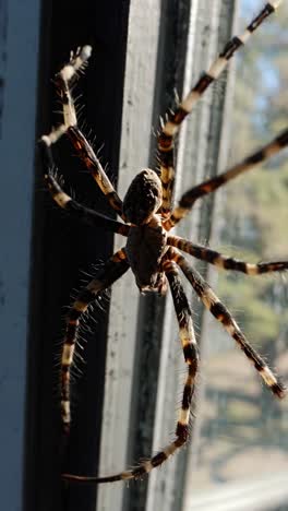 striped legged arachnid crawling menacingly along weathered window frame, casting eerie shadow with predatory movement in natural lighting