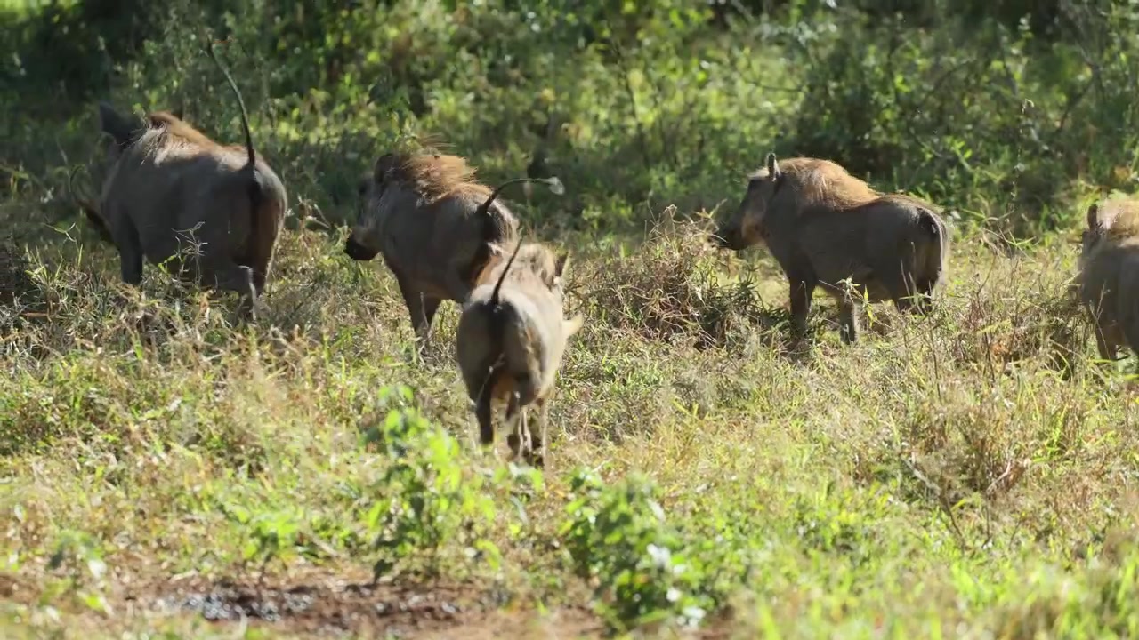 Una femmina di facocero e i suoi quattro cuccioli scappano dopo essersi spaventati, Parco Nazionale Kruger, Sudafrica.