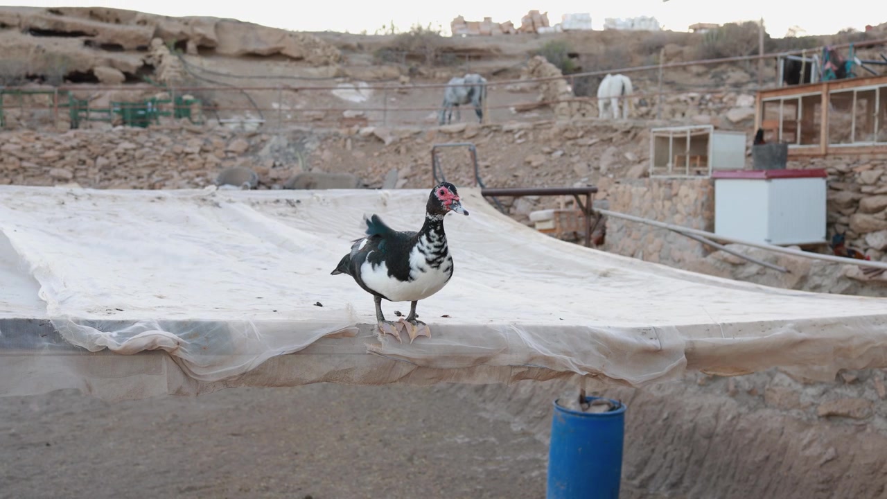 Muscovy Duck Standing on White Tarp at a Rural Farm