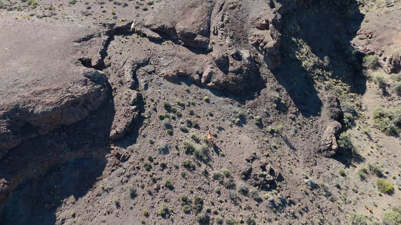Overhead shot of a guanaco running across the steppe ofnChubut, Patagonia, Argentina.