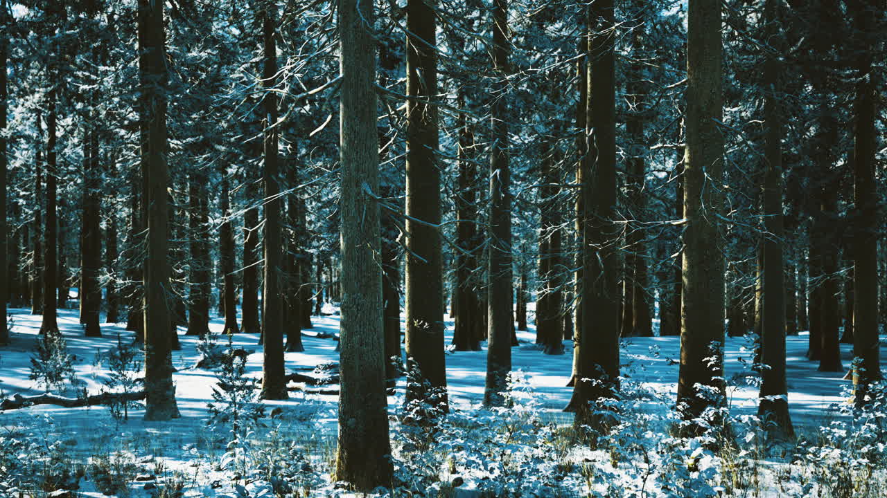 Snow covered forest landscape under bright blue sky in winter season