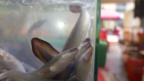 tank of eels in store