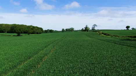 Luftnahaufnahme-Einer-üppigen-Grünen-Landwirtschaftlichen-Nutzpflanze,-Gesäumt-Von-Bäumen-Und-Hecken-Vor-Einem-Blauen-Bewölkten-Himmel-Im-Sommer-In-Der-Englischen-Landschaft-Großbritanniens