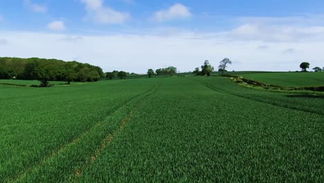 aerial reverse closeup of lush green farm crop edged by trees and hedges against a blue cloudy sky in summer in english countryside uk