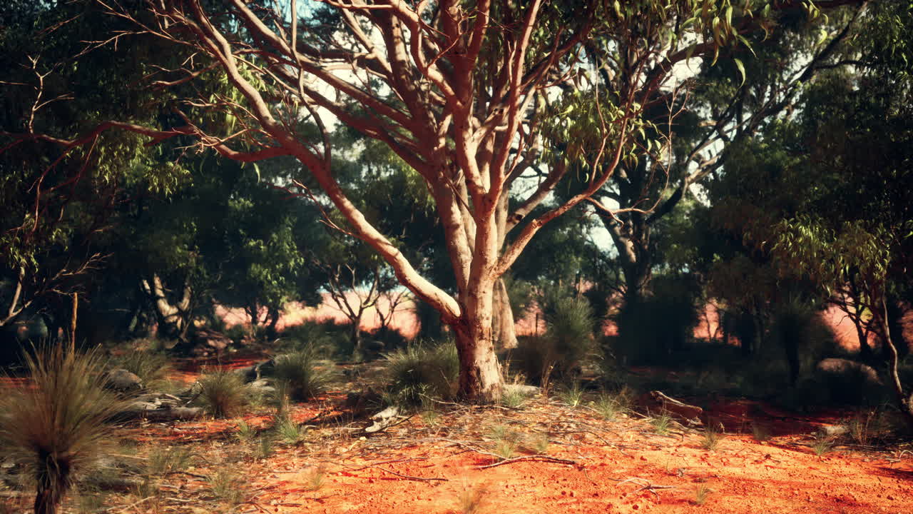 A eucalyptus tree in the Australian outback