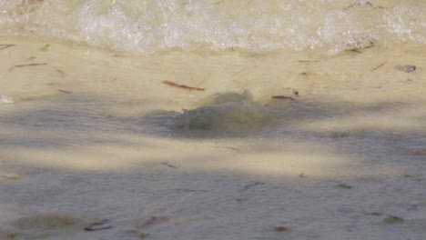 Small Wave on a Sandy Beach Shoreline