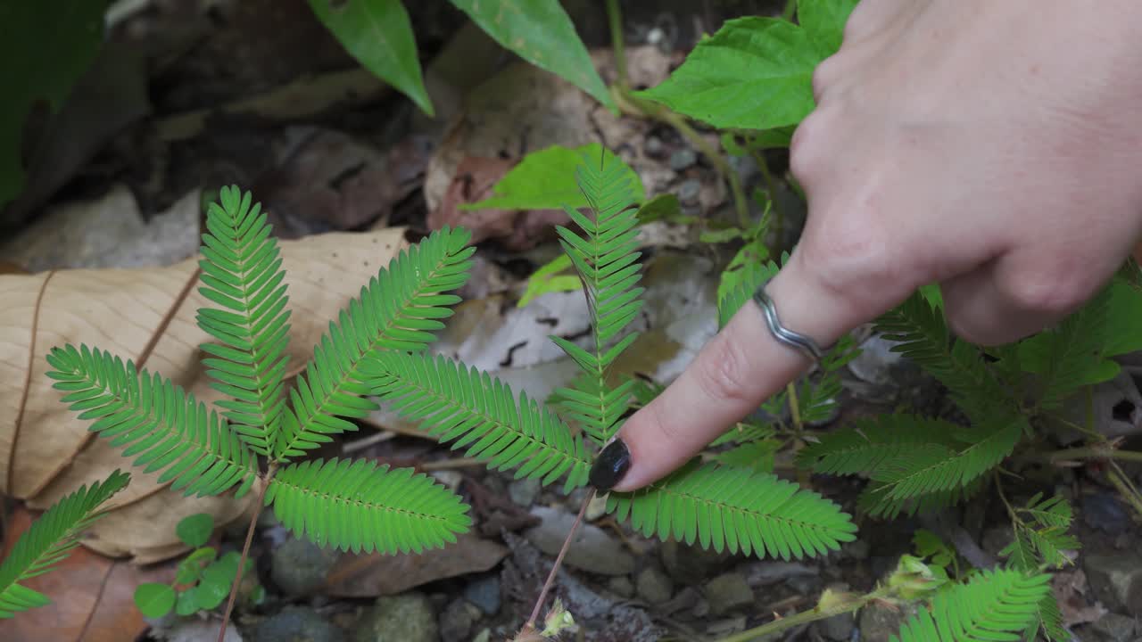 hembra tocando la planta mimosa pudica