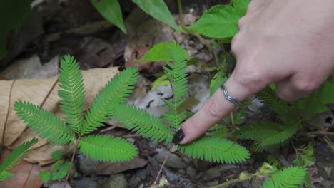 female touching mimosa pudica plant