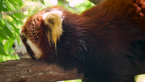 un panda rojo durmiendo encima de una rama con la lengua fuera