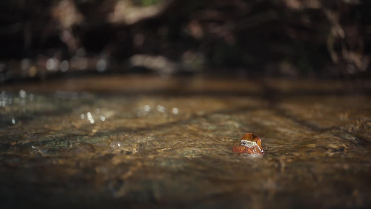 Fallen Leaf in a Creek