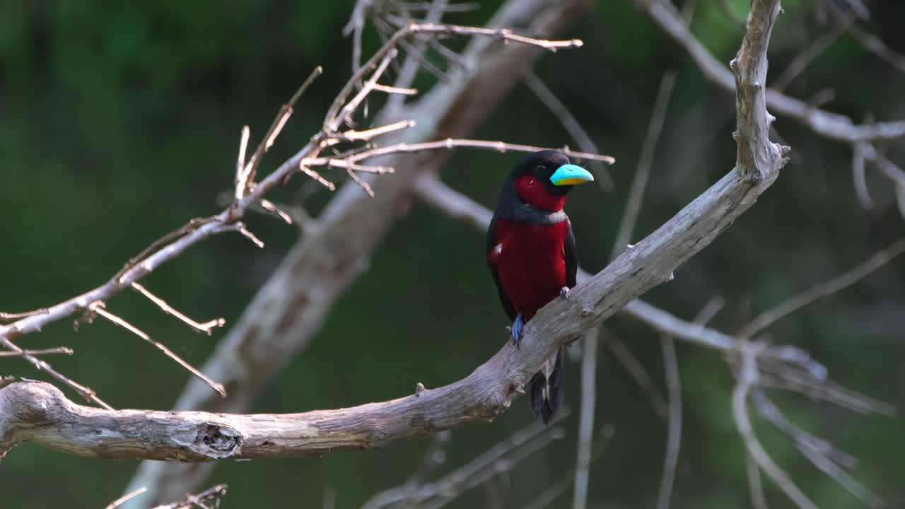 mirando intensamente a la derecha mientras está posado en una rama desnuda, pico ancho negro y rojo, cymbirhynchus macrorhynchos, parque nacional kaeng krachan, tailandia