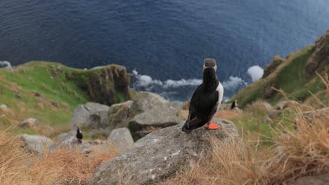 Atlantic-puffin-(Fratercula-arctica),-on-the-rock-on-the-island-of-Runde-(Norway).