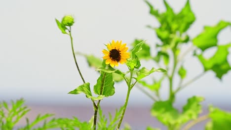 Girasol-De-Playa-Salvaje-Sopla-A-Cámara-Lenta-En-Un-Día-Ventoso