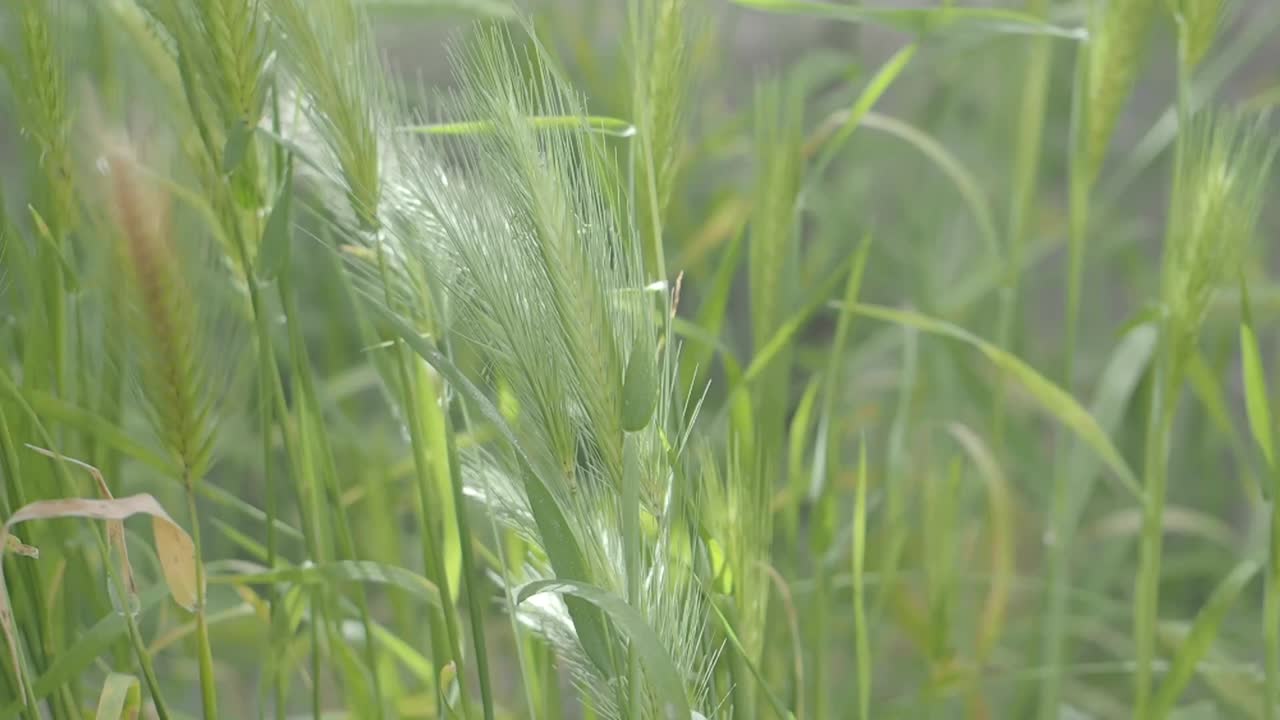 Close-up of Green Grass and Wheat in a Field