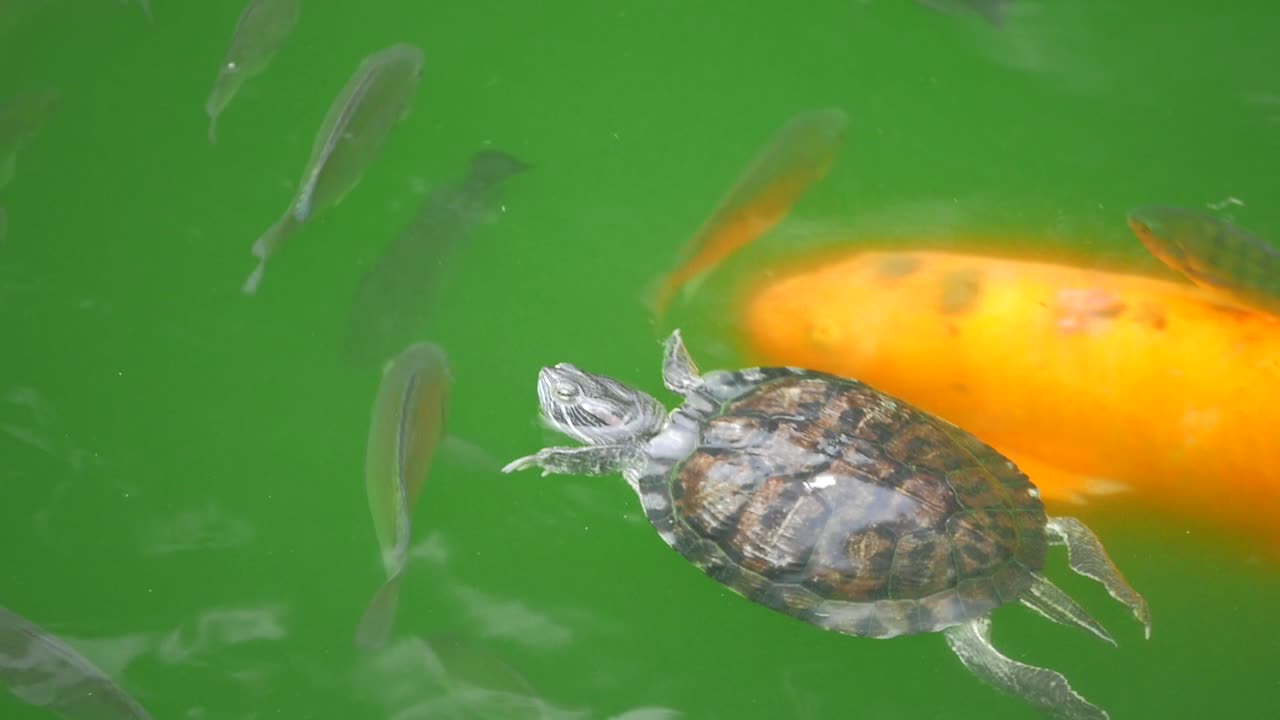 Turtle floating on green water with koi fish swimming under it.