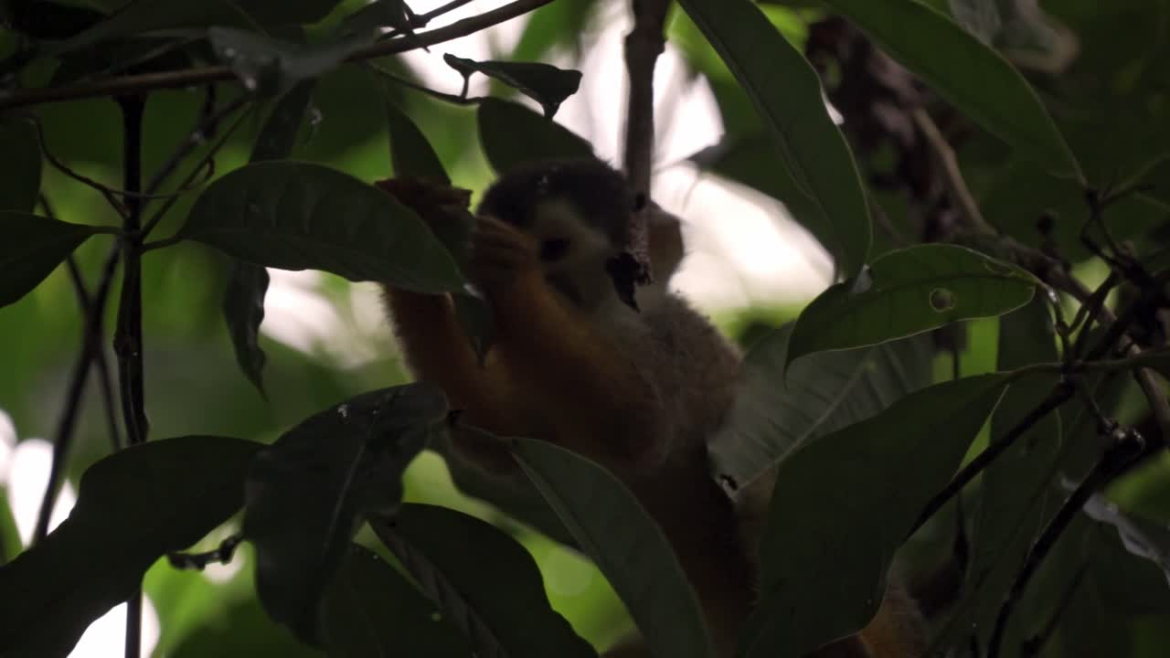 Vivid view of a Squirrel Monkey foraging through lush greenery in Sirena Sector, Corcovado, Costa Rica. The scene captures the monkey's search for food amidst dense tropical forest