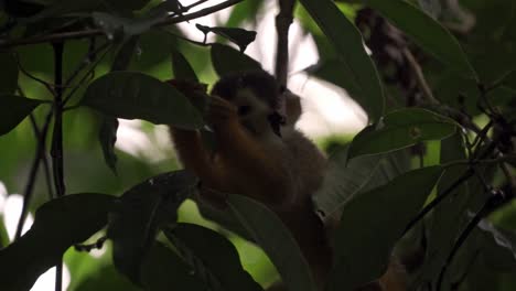 vivid view of a squirrel monkey foraging through lush greenery in sirena sector, corcovado, costa rica. the scene captures the monkey's search for food amidst dense tropical forest