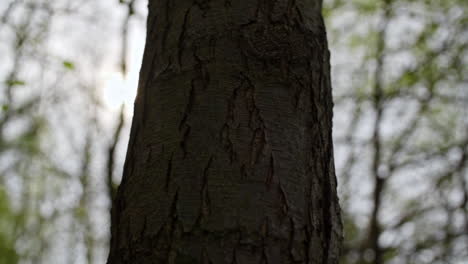 camera movement along tree trunk with lensflare