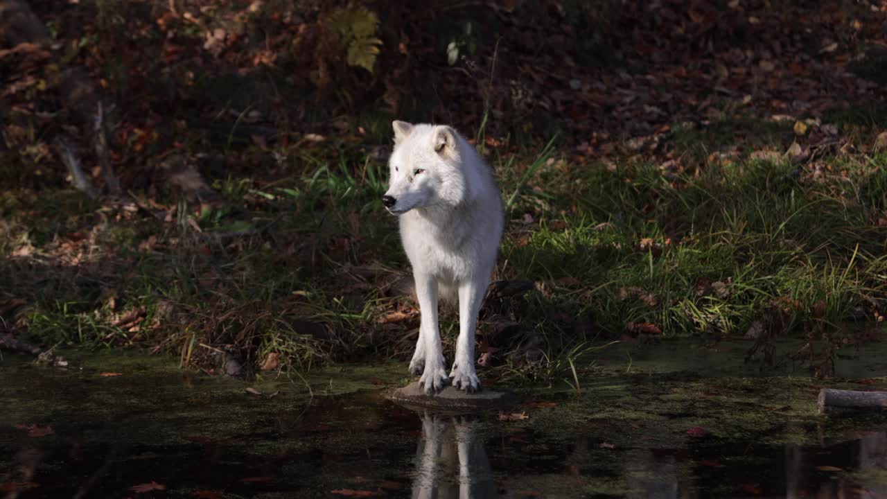 lobo ártico parado en roca sobre pantano con reflejo con orgullo
