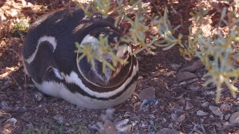 curioso pequeño pingüino mirando a la cámara balanceando su cabeza lado a lado cerca de su nido donde descansa en la sombra bahia bustamante