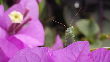 mantis religiosa acicalando piernas en flor morada