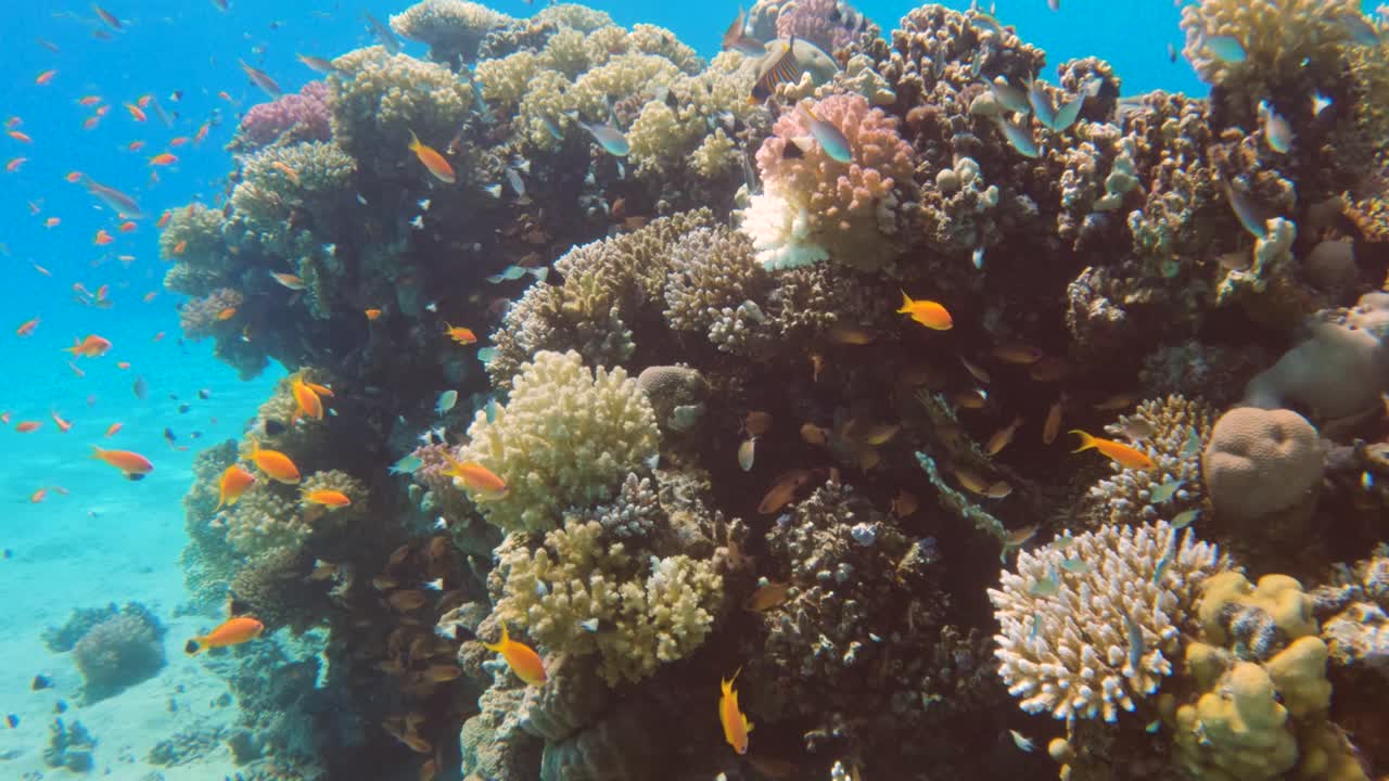 Vivace scogliera corallina con molti pesci che nuotano in un ecosistema marino, slow motion