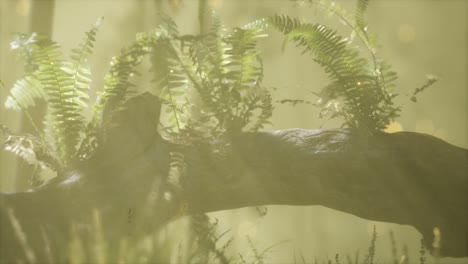 horizontally bending tree trunk with ferns growing, and sunlight shining
