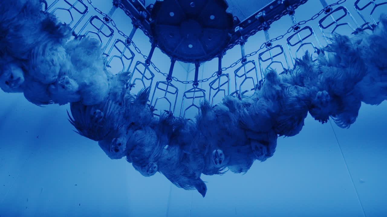 Factory poultry line showing cruelty symbolizing biodiversity collapse risk