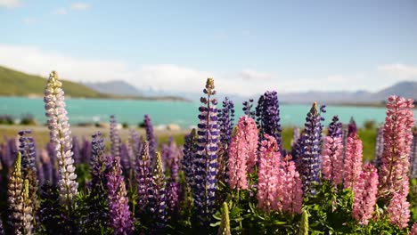 vibrant lupins bloom along the shores of lake tekapo, clear turquoise water and mountains in back