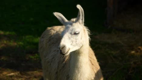 white llama