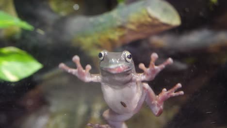 primer plano de una rana de árbol en un acuario