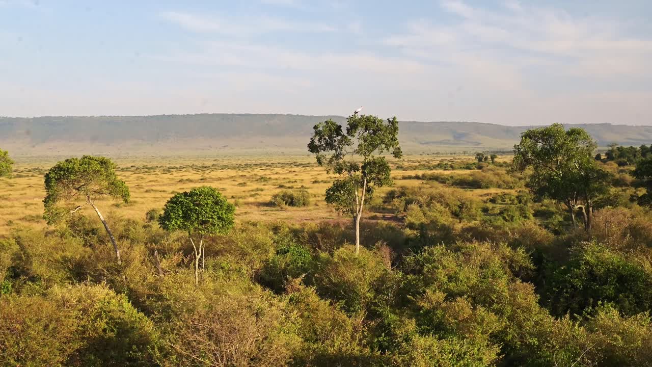 captura aérea de vida silvestre de un pájaro en un árbol con un hermoso paisaje en masai mara en áfrica, kenia paseo en globo de aire caliente vista de vuelo volando sobre increíble masai mara experiencia de viaje de safari única