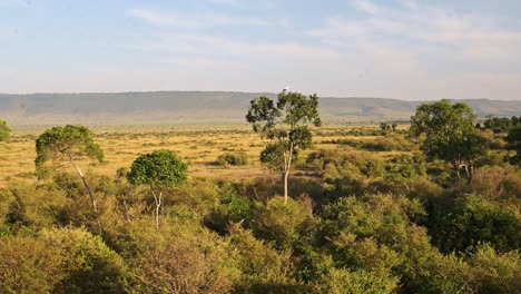 zdjęcie dzikiej przyrody z powietrza ptaka na drzewie z pięknym krajobrazem w masai mara w afryce, kenia jazda balonem na gorącym powietrzu widok lotu nad niesamowitym masai mara unikalne doświadczenie podróży safari