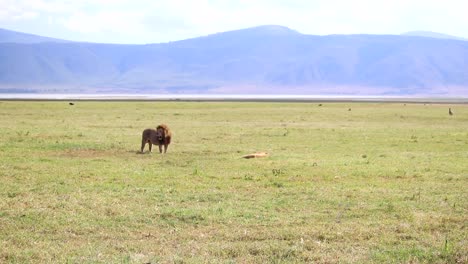establecedor amplio plano de un par de leones adultos cansados en la sabana africana, día