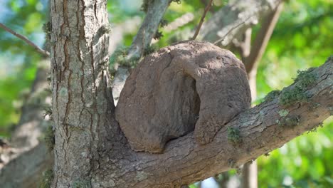 madre rufo hornero, furnarius rufus regresando a sus bebés en la casa de barro encaramada en la rama de un árbol en los humedales de ibera, región natural del pantanal, tiro con zoom de teleobjetivo