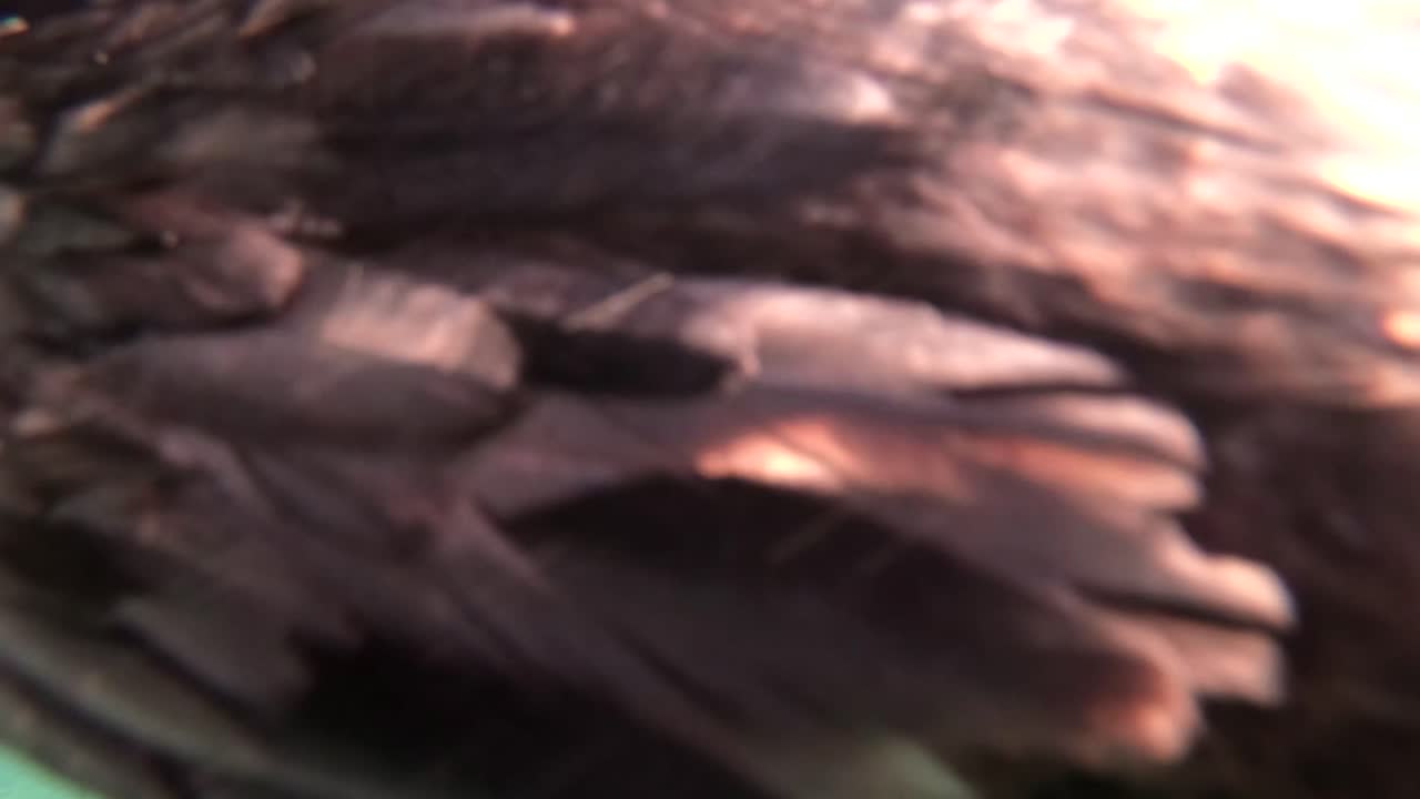 갈라파고스 제도 에콰도르 2에서 가마우지 다이빙과 수중 수영의 놀라운 영상