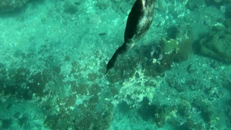 imágenes notables de un ave cormorán buceando y nadando bajo el agua en las islas galápagos ecuador 2